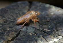 infestation-and-inequality:-why-cockroaches-thrive-in-forgotten-neighborhoods