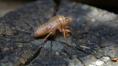 infestation-and-inequality:-why-cockroaches-thrive-in-forgotten-neighborhoods