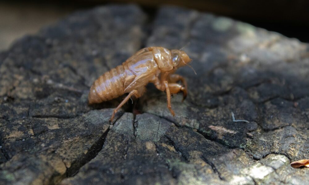 infestation-and-inequality:-why-cockroaches-thrive-in-forgotten-neighborhoods