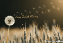 200+-happy-tuesday-blessings-images-and-quotes